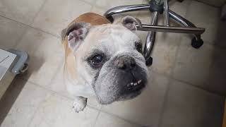 Bulldog Dry Crusty Hyperkeratosis Nose by Dr Kraemer Vet4Bulldog Bully Specialist [upl. by Arihat]