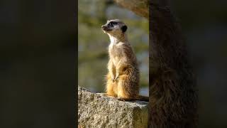 Meerkat sounds😅 MeerkatMeerkatLoveCuteAnimalsMeerkatLifeWildAnimalsAnimalWorldSavannaAnimals [upl. by Pizor]