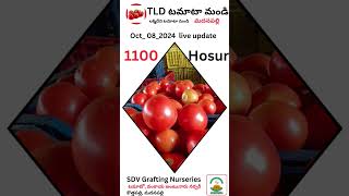 08oct2024 Tamato update music song hosur tamatoa [upl. by Kahler]