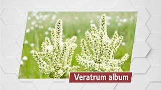 Veratrum album MMVP [upl. by Pevzner]