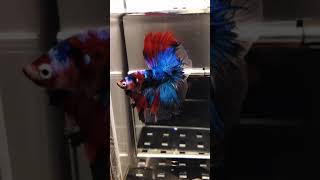 Siamese Fighting Fish Betta Splendens 72 [upl. by Lail]