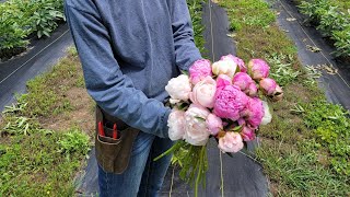 Planting Peonies [upl. by Seaman]