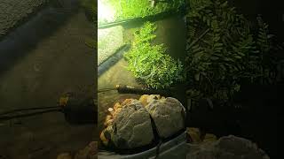 Indoor Caiman enclosure for winter dwarfcaiman reptiles enclosures [upl. by Wey]