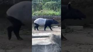 Malayan Tapir Tapirus indicus youtube4animal Tapir Tapirs animals rhino nature [upl. by Kilbride]