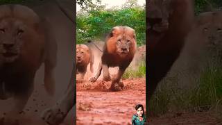 Babar Sher 😱 lion tiger animals viralshorts [upl. by Amund908]