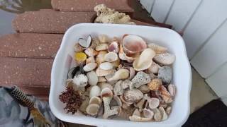 How to clean your shells you collected from the beach [upl. by Arrol614]