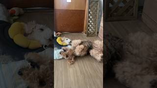 ねぇ！構ってよー！って謎な動きをする犬エアデールテリア ワイヤーフォックステリア airedaleterrier wirefoxterrier [upl. by Telracs673]