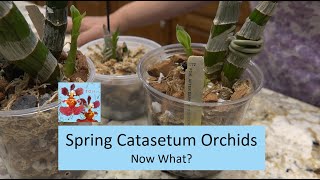 Spring Catasetum Orchid Update  Lets Get Them Repotted amp Dont Water Yet  How to Grow Catasetum [upl. by Komsa]