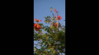 African Tulip Tree 45 Gallon for Sale in Homestead Florida [upl. by Eerehc]