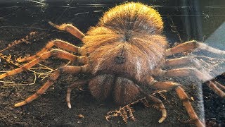 5 Shocking Giant Prehistoric Spiders [upl. by Birkner]