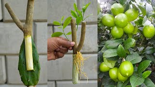 Propagate lemon stem with cactus  How to grow lemon tree [upl. by Ainedrag]