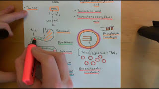 Cholesterol Metabolism Part 2 [upl. by Laith]