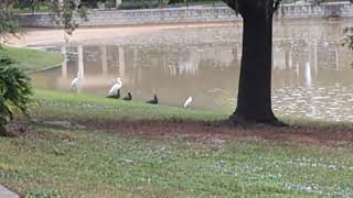 Great Egrets Muscovy Ducks Snowy Egret Fish Kill Pond Fire Hydrant Hit by Car Oviedo Boulevard [upl. by Yatnwahs]