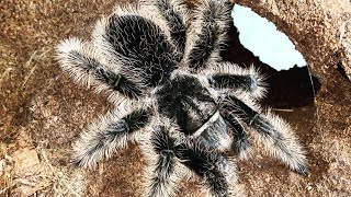 Tarantula Feeding  Honduran Curly Hair Brachypelma albopilosum 4 [upl. by Anatolio]