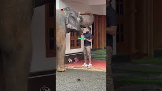 അവൾ Happy ആണ്  kaveri  shimil elephant malappuram kaveri love funny keralaelephant [upl. by Girand]