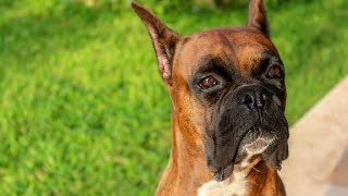 Boxer Dogs amp Dewclaw Removal  Should You Do It [upl. by Cloe385]