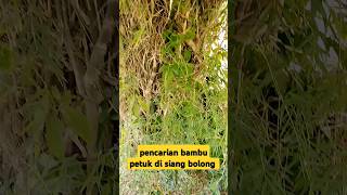 pencarian bambu petuk shortsvideo shorts [upl. by Donadee]