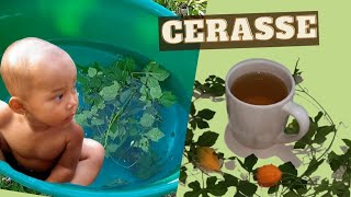 Cerasee Tea DETOX  Skin Rash CURE HOW to MAKE Cerasee Tea  BENEFITS Cerasse Tea [upl. by Thorbert]