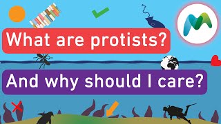 What are protists [upl. by Claudian]