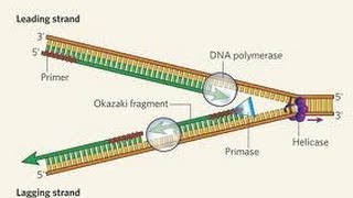 DNA Repair evolved [upl. by Noe]