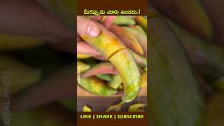 Chilli Mangoshorts factsintelugu youtubeshorts fruit [upl. by Namruht566]