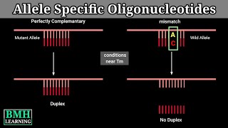 Allele Specific Oligonucleotides  ASO Hybridisation  Allele Specific PCR  ARMS PCR [upl. by Dahle]