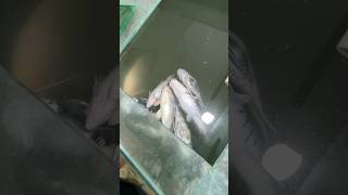 All monster fish death 🥺😭 catfish snakehead fish gurami fish shortvideo shots viralshort viral [upl. by Koerner]