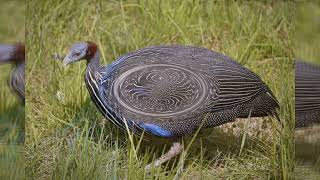 Vulturine Guinea Fowl Roaming Kenyas Grasslands [upl. by Yup]