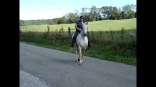 quotMollyquot  Plantation Style TWH Trail Mare 4 Sale [upl. by Silenay262]