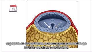 Gastrulação em português  Terceira semana do desenvolvimento embrionário [upl. by Cyrill]