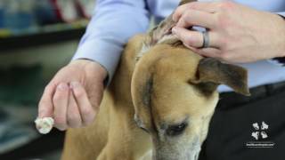 Vet Tutorial  How to Properly Clean a Dogs Ear [upl. by Shannen804]