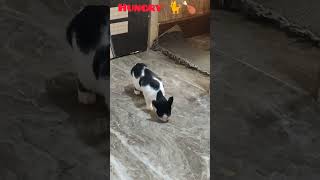 hungry 🐈cute cat catlover cattime catlife viralshort trending subscribe shorts [upl. by Goat]