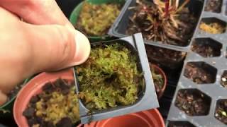 How To Grow Live Sphagnum Moss [upl. by Acim]