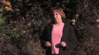 Gardening Tips  How to Grow Blackberries amp Raspberries [upl. by Redmond586]