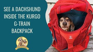 Dachshund Inside Kurgo Gtrain Dog Backpack [upl. by Nyrb]