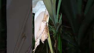 Pandanus flower and a cricket October 11th 2024 [upl. by Monetta498]