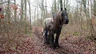 Débardage à cheval en forêt de la flachère [upl. by Ettellocin426]