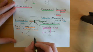 Cholesterol Metabolism Part 1 [upl. by Arahk8]