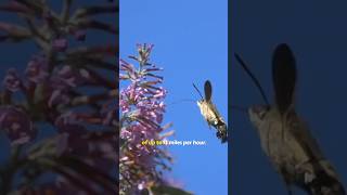 The Amazing Hummingbird HawkMoth Nature’s Flying Marvel [upl. by Hsetim481]