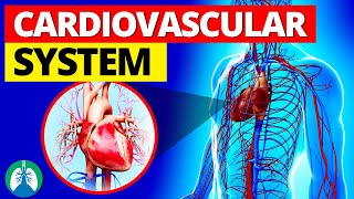 Cardiovascular System Structures  Simple Explanation [upl. by Acinahs]