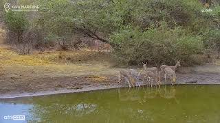 Kwa Maritane Africam Reedbuck family having a drink [upl. by Pinsky573]