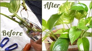 easy propagating golden pothos in water  Tips and Knowledge to take care of golden pothos pothos [upl. by Ohcamac]