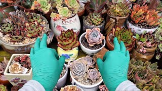 Come Clean Succulents With Me  TALK ABOUT SUCCULENTS 5  Growing Succulents with LizK [upl. by Ambrosius]