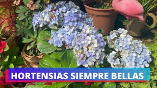 HORTENSIAS BELLAS CON ABONOS CASEROS Y QUIMICOS  ABONOS PARA PLANTAS ACIDAS [upl. by Jandel]