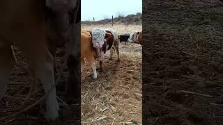 Cattle management Cattle price trend forecast Bull market analysis 37 [upl. by Atrice56]