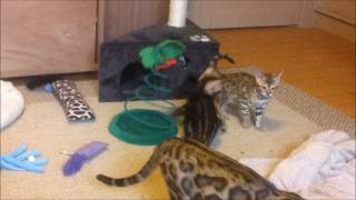 Jewel Bengals kittens Morgana amp Black Jack [upl. by Bodwell]