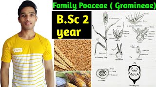 Family Poaceae Gramineae Floral characters daigram formula and Economic importance BSc 2 year [upl. by Cyprus]