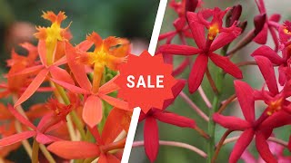 Epidendrum Orchids Sale  Holy Cross Orchids  Lushy Greens [upl. by Adali]