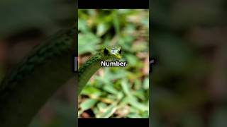 Top10 most dangerous snakes 🐍 in the world 🌎 [upl. by Beitris307]