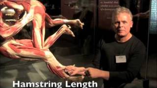 Body Worlds  Resolving Knee Pain  Ask Dr Abelson [upl. by Netsyrk]